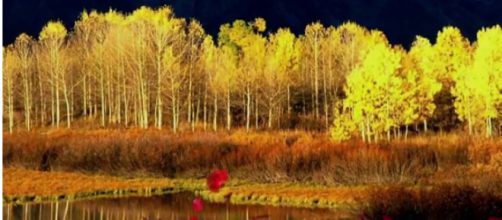 Pando The World&rsquo;s Oldest Living Organisms [Image courtesy &ndash; Charismatic Planet YouTube video]