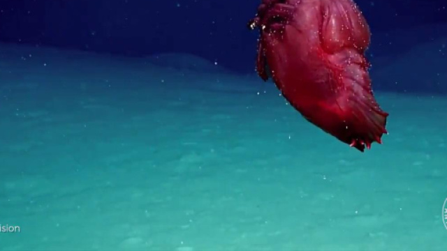 Le prime immagini di un 'pollo' di mare, strambo animale invertebrato che &egrave; in realt&agrave; un cetriolo di mare scoperto in Antartide.