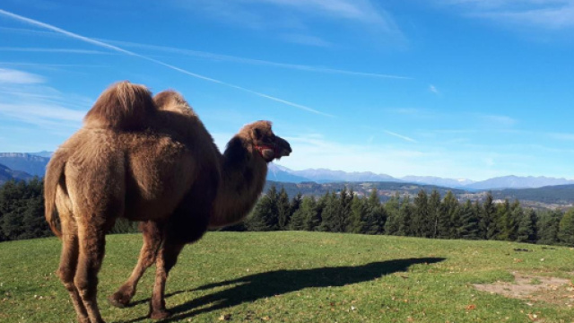 Uno dei tre cammelli che vivono sulle Dolomiti in una malga nel cuore del parco naturale dello Sciliar in Trentino Alto Adige.
