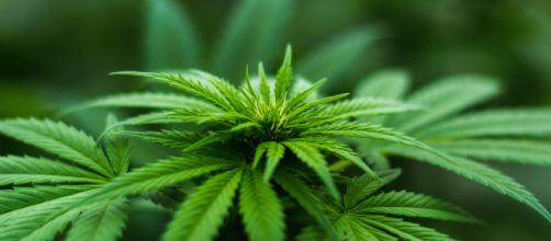 Image source: Michael Fisher: Pexels.