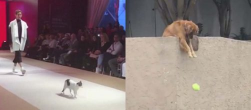 Just a cat and a dog, trying to make new friends. [Image cat CBS Miami/YouTube dog @JohnnyBerchtold Follow Follow @JohnnyBerchtold/Twitter]