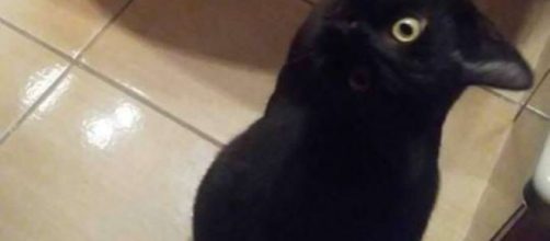 Una imagen que parece un gato negro o un cuervo enloquece las redes