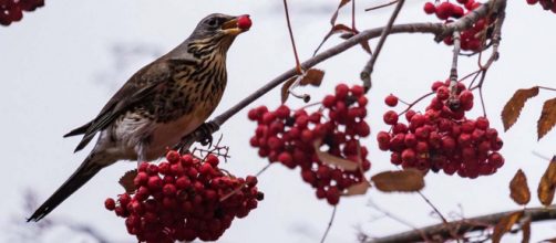 Birds are getting drunk and disorderly in a small Minnesota town. [Image @marcjohnson0002/Twitter]