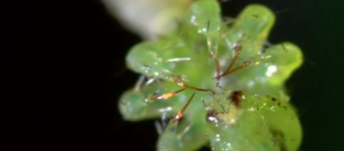 Carnivor caterpillars of Hawaii are nightmarish - Image credit - Nat Geo | YouTube