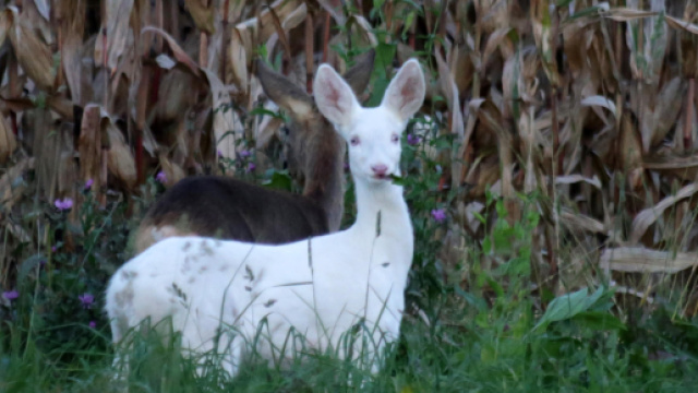 Belluno: avvistamento di un capriolo albino
