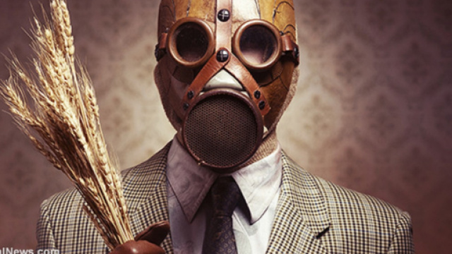 glyphosate spay mask grano mais avena