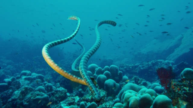 Morso da un serpente di mare mentre lavorava a bordo di un peschereccio, &egrave; morto un pescatore britannico di 23 anni.