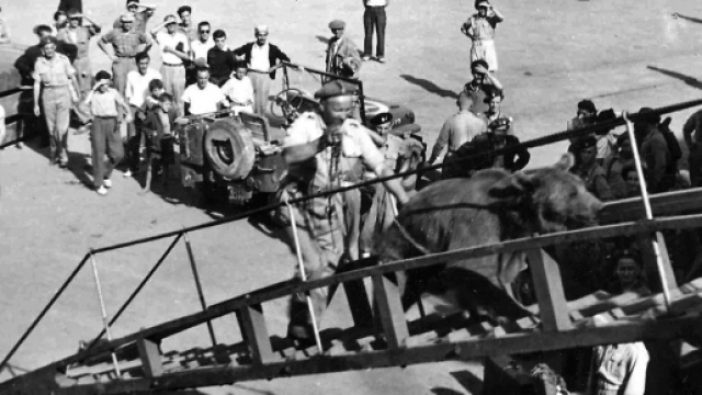 L'orso Wojtek viene imbarcato insieme ai soldati polacchi