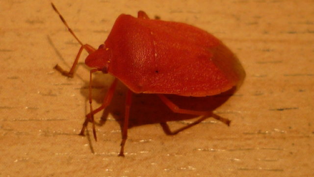 Cimici cinesi: &egrave; un&rsquo;invasione e non solo in Veneto