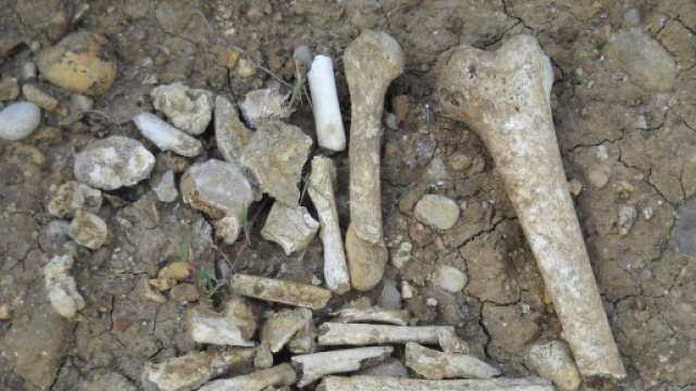 Le ossa ritrovate, saranno utili per identificare i nomi delle vittime.