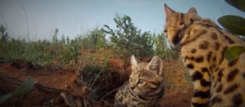 The world's most successful cat - the black footed or vampire cat - Image credit 5050 Community / YouTube