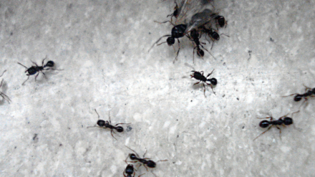 Napoli, paziente ricoperta da formiche: avviata inchiesta interna