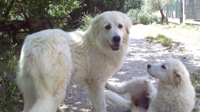 Citt&agrave; di Castello, anziana muore e dopo poche ore decede anche il suo fedele cane