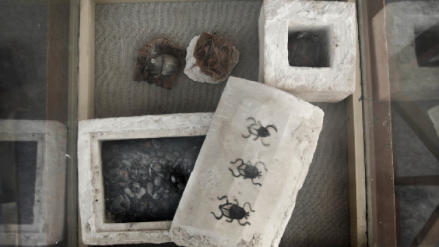 EGITTO, RITROVATE MUMMIE DI GATTI E SCARABEI A SAQQARA - Esperia ... - esperia.tv