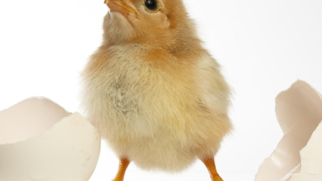 Meglio un'uovo oggi o la gallina domani?