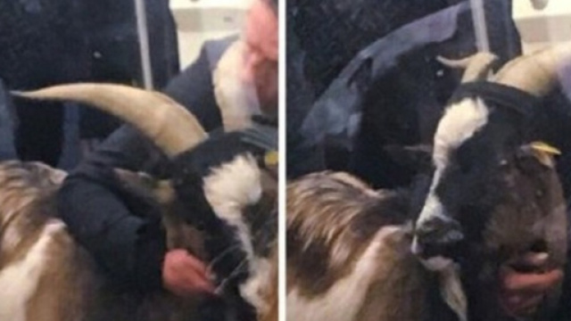 Parigi: entra nella metropolitana insieme a una capra.