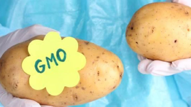 Nuovi dubbi sul pericolo della patata transgenica