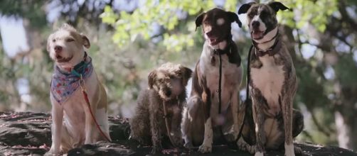 Netflix Original series "Dogs" is streaming this weekend. [Image Netflix/YouTube]