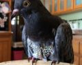 Rhinestone pigeon rescued in Arizona