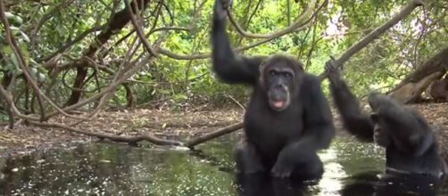 Chimps humanlike behavior in Senegal - Image credit - Chris Eckstrom | YouTube