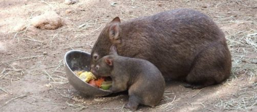 Wombat Pooh is cube shaped and it could affect modern technology - Image credit - CCO Public Domain | Pixabay