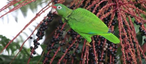Efforts on to save Puerto Rican parrots. [Image source/Lincoln Park Zoo YouTube video]