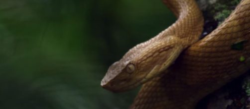 Brazil's deadly island golden lancehead snakes - Nat Geo WILD | YouTube