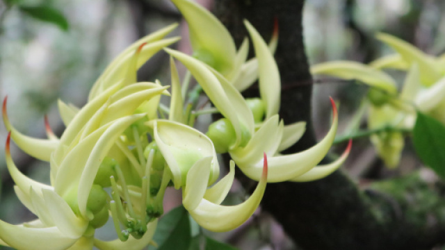 Flore de Madagascar : une richesse end&eacute;mique - Office National du ... - madagascar-tourisme.com