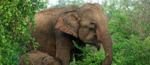 Las similitudes entre lo que sentimos los humanos y lo que sienten ... - worldanimalprotection.cr