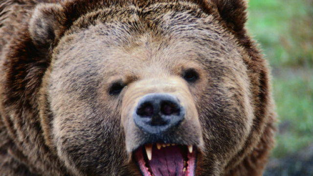 Canada: orso grizzly uccide mamma e figlia.