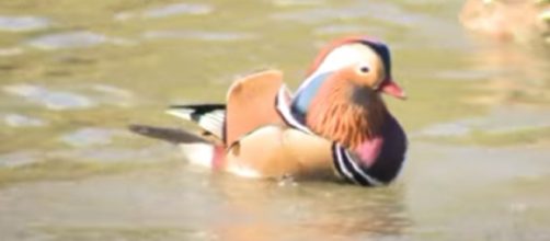 The multicolored Mandarin duck in New York Central Park [Image courtesy &ndash; PIX11 News YouTube video]