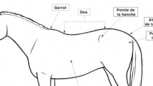 Conseil National Pour Les Soins Aux Animaux d'&Eacute;levage - Code de ... - nfacc.ca