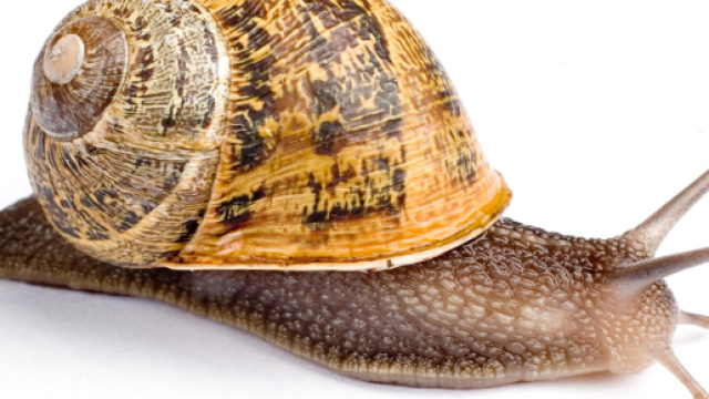 Australia, resta paralizzato dopo aver ingerito una lumaca: muore a 28 anni