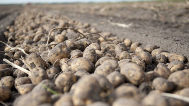 Lucca, rom ruba quattro quintali di patate: libero.
