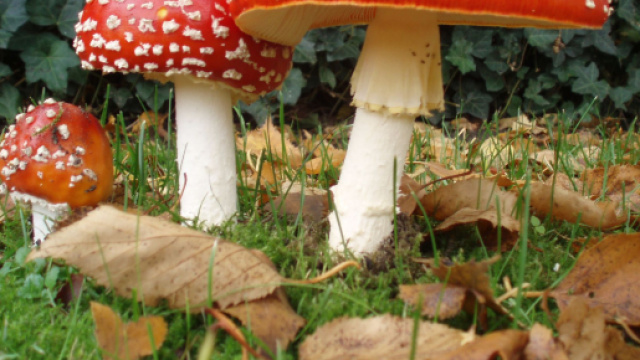 Lecce, raccoglie i funghi in giardino e gli regala agli amici: intossicati in 5
