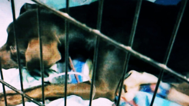 Chewe ora &egrave; ricoverato nella Clinica Veterinaria di Sassari.