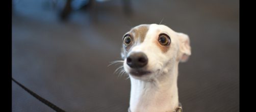 5 adorable photos of pets doing hilarious things [image Credit: Crazyoctopus/Flickr]