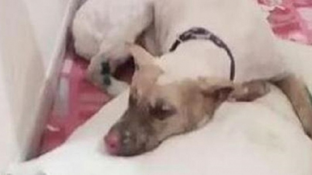 Jako dopo il terribile gesto di un essere ignobile