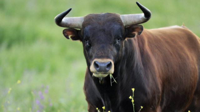 Salerno: un imprenditore &egrave; stato aggredito da un toro, immediato ... - booble.it