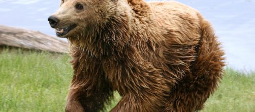 Ursus arctos - Wikipedia, la enciclopedia libre - wikipedia.org