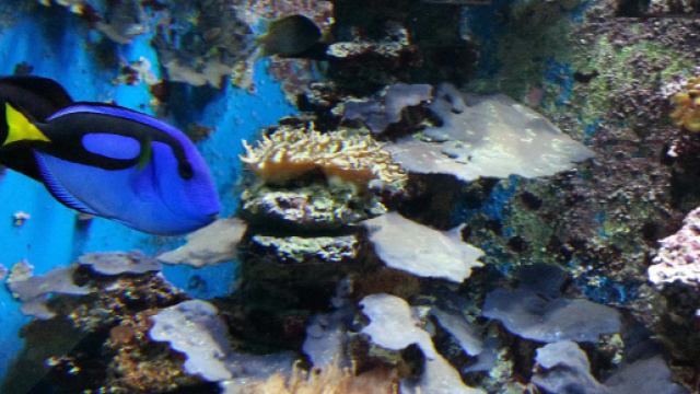 GITE - Acquario di Trieste | Associazione INSIEME SI PU&Ograve; Onlus - Reana - associazioneinsiemesipuo.it