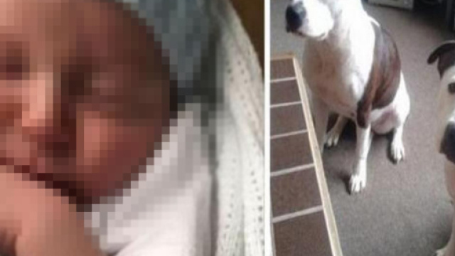 Regno Unito, un bimbo di un mese muore sbranato da due cani