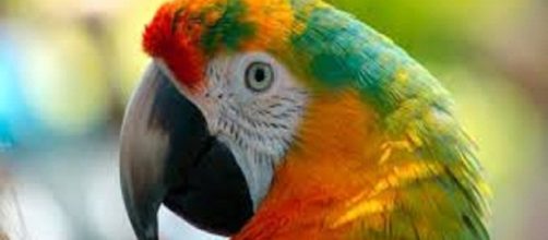 6 curiosidades sobre los loros que quiz&aacute; no conoc&iacute;as.