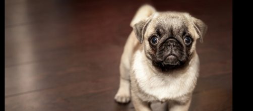 This is one cute dog. - [Free-Photos / Pixabay]