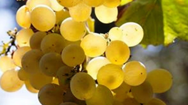 Il succo di uva bianca avrebbe un effetto anti grasso viscerale.