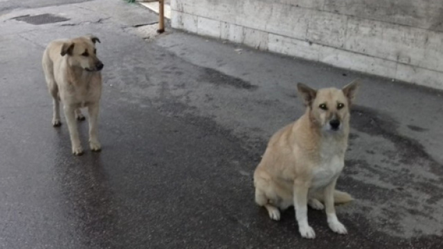 Andria, donna ricoverata in ospedale: i suoi due cani l'attendono per giorni | andriaviva.it