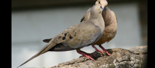 Some fun bids. - [Indiana Ivz Nature Photographer / Flickr]