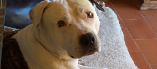 ASOCIACI&Oacute;N CANINA LICA&Oacute;N &ndash; Ley de Perros Potencialmente Peligrosos ... - aclicaon.com