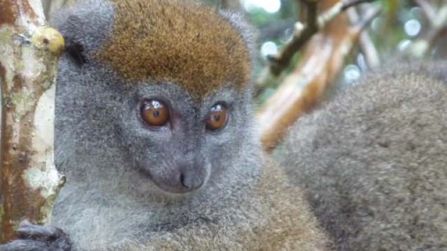 Les diverses esp&egrave;ces de l&eacute;muriens &agrave; Madagascar