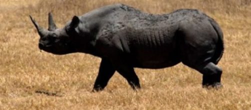 Cinco animales extintos a consecuencia del hombre